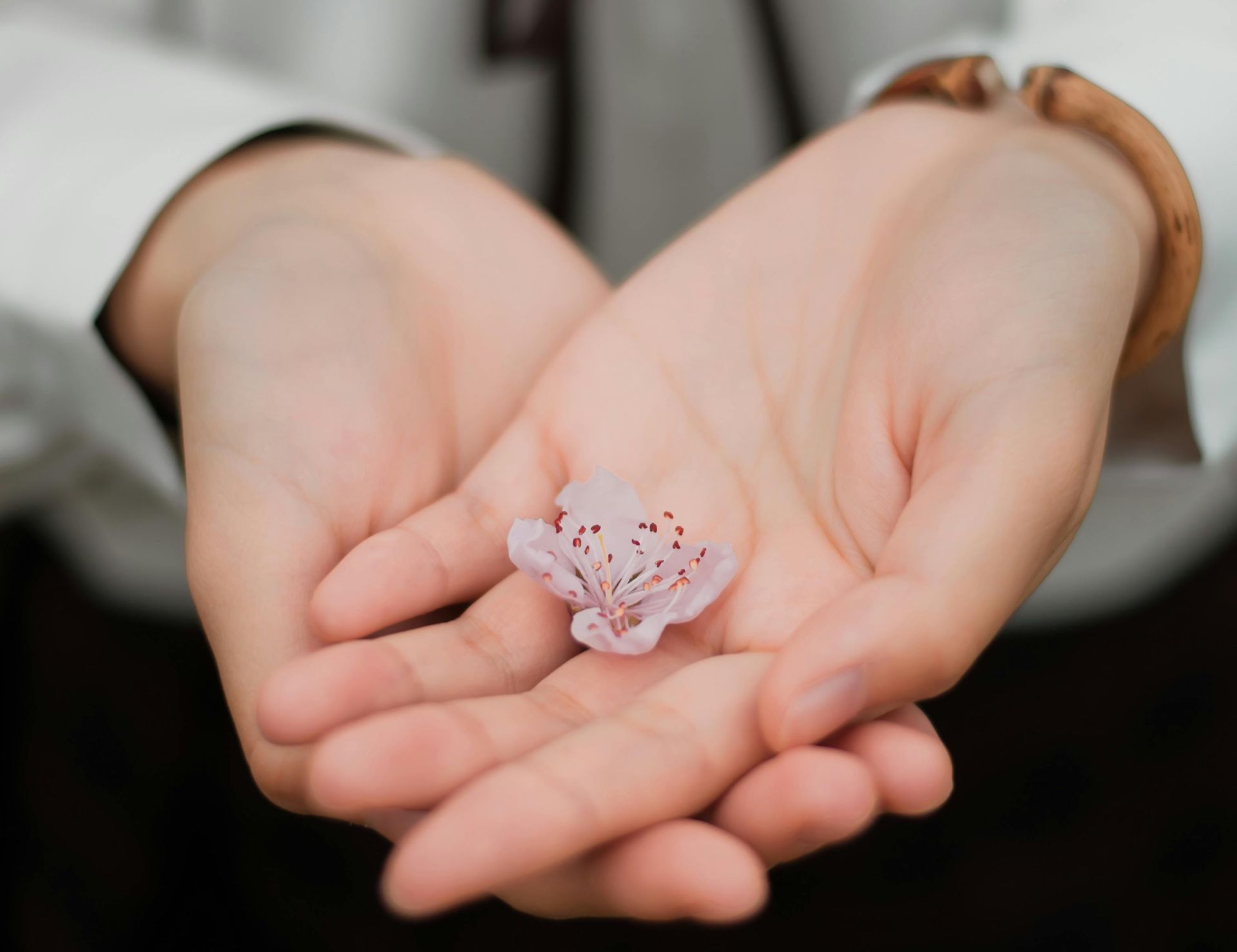 Hands cupped, holding a delicate pink and white flower.