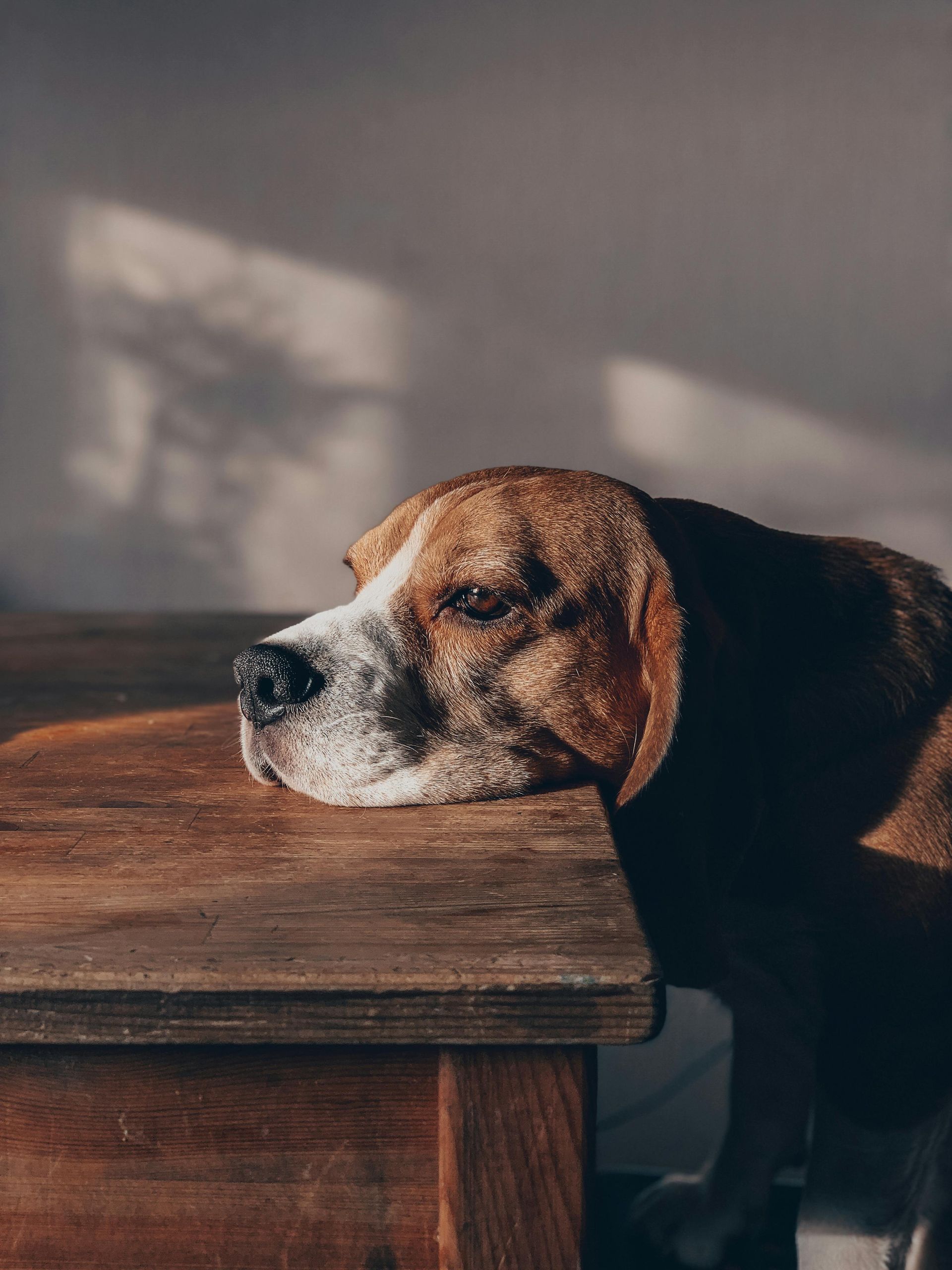 Beagle dog resting head on a wooden table, illuminated by sunlight.