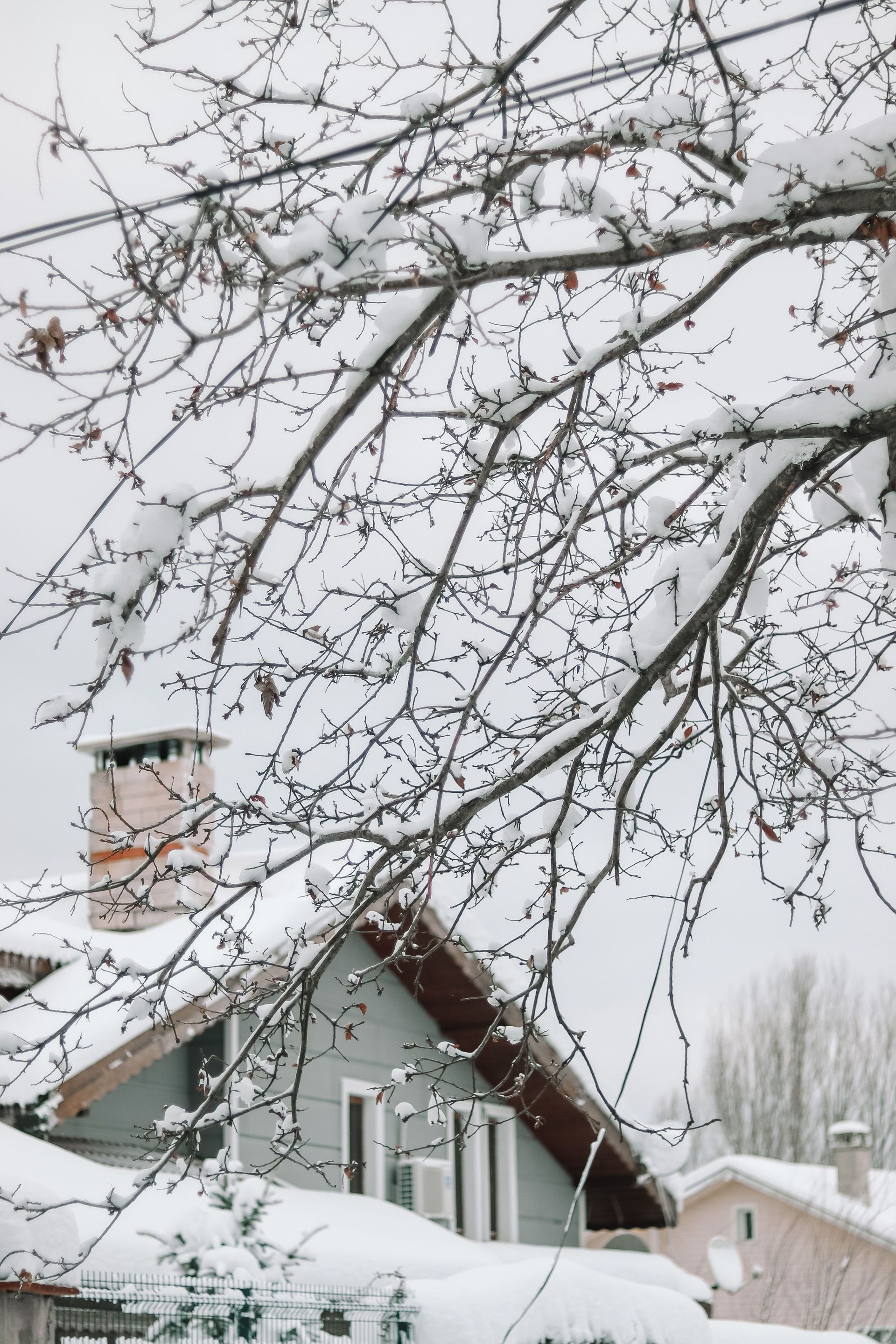 Snow-covered house and bare tree branches in a winter yard
