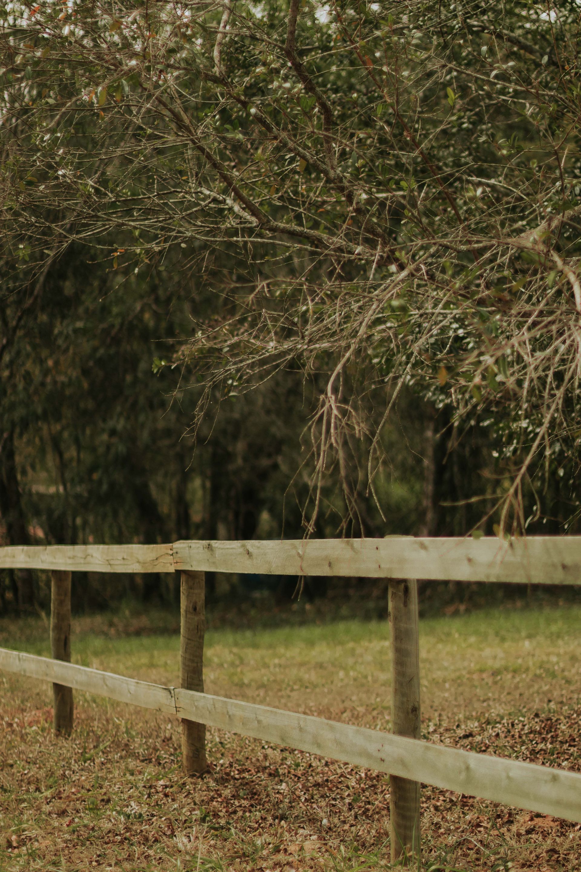 Wooden fence along a grassy area with dense trees in the background