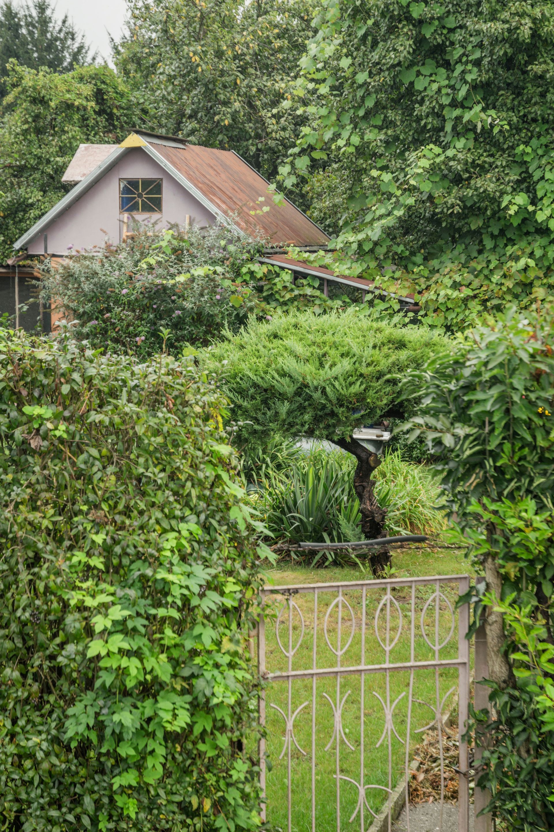 Overgrown garden gate with dense greenery and a small house in the background
