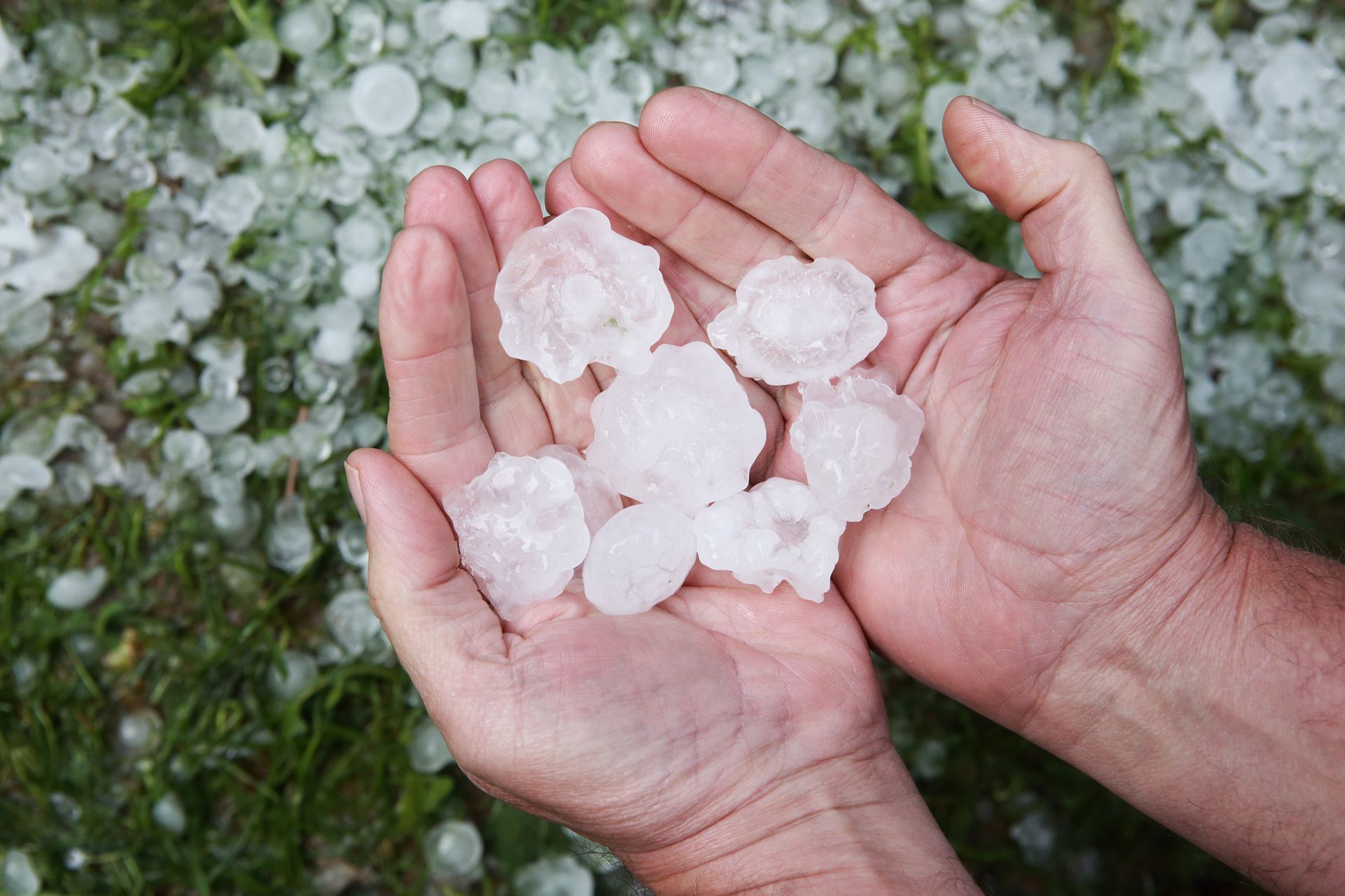 Hands holding hailstones against a background of grass and more hail.
