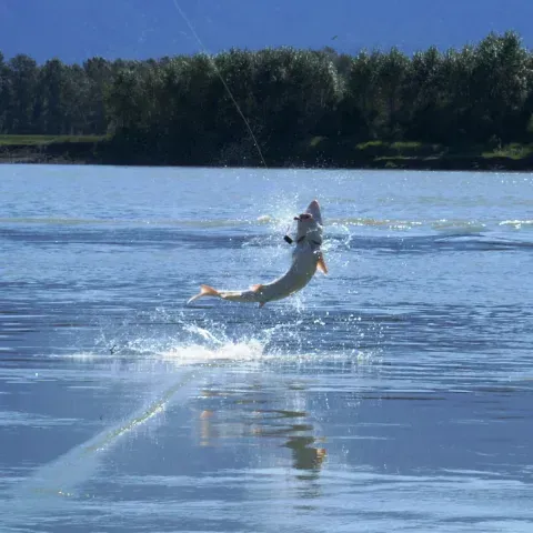 A fish is jumping out of the water with a fishing rod in its mouth.