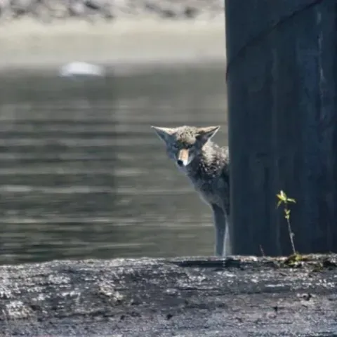 A coyote peeking out from behind a pole next to a body of water.