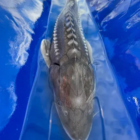 A large fish is held on a blue tarp.