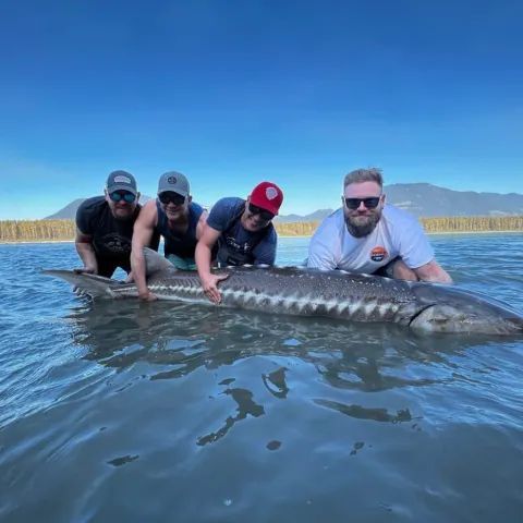 A group of men are holding a large fish in the water
