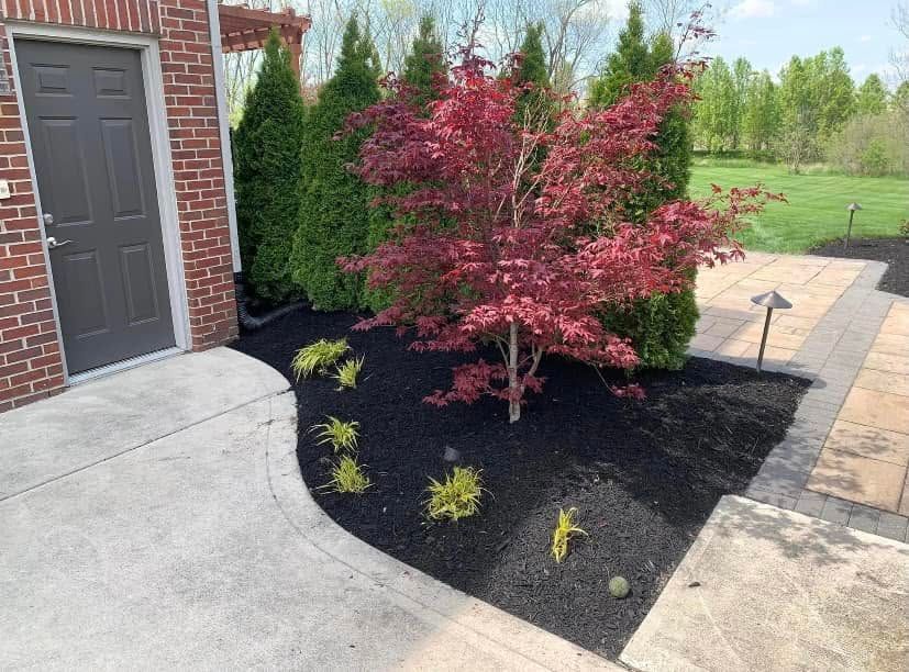 Front yard landscaping with a red tree, black mulch, shrubs, and a concrete walkway beside a brick house
