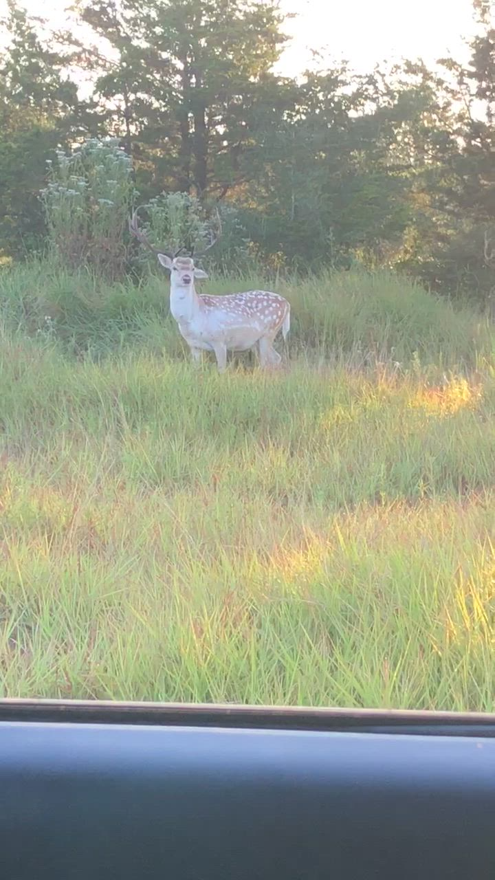 Big deer moving through field after wildlife habitat improvement service