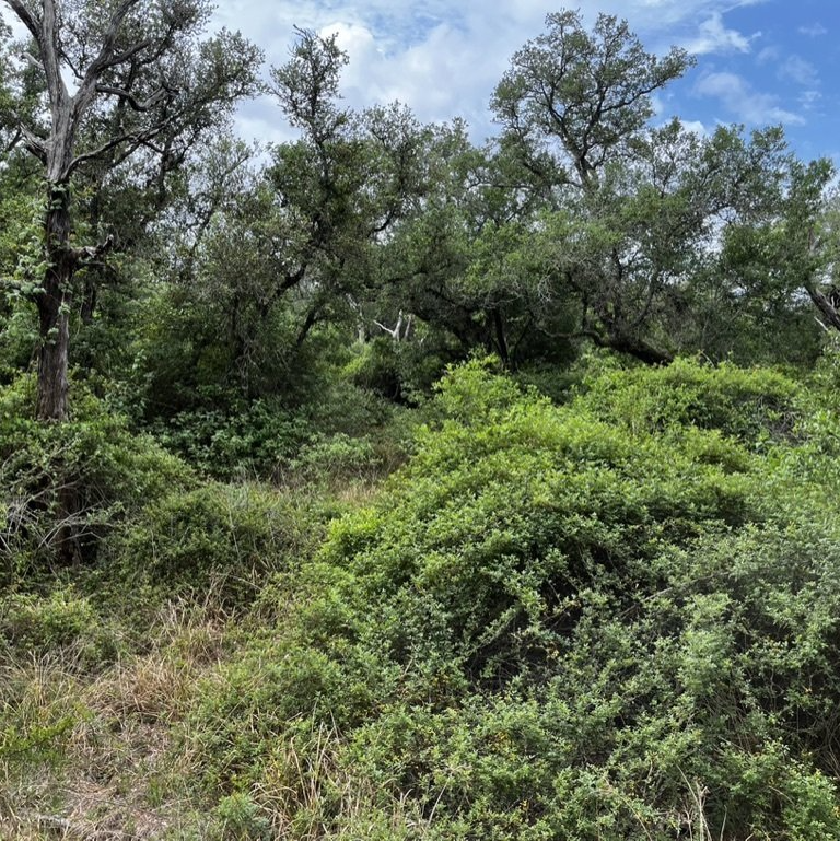 Wooded South Texas property before land clearing by Gulf Coast Conservation