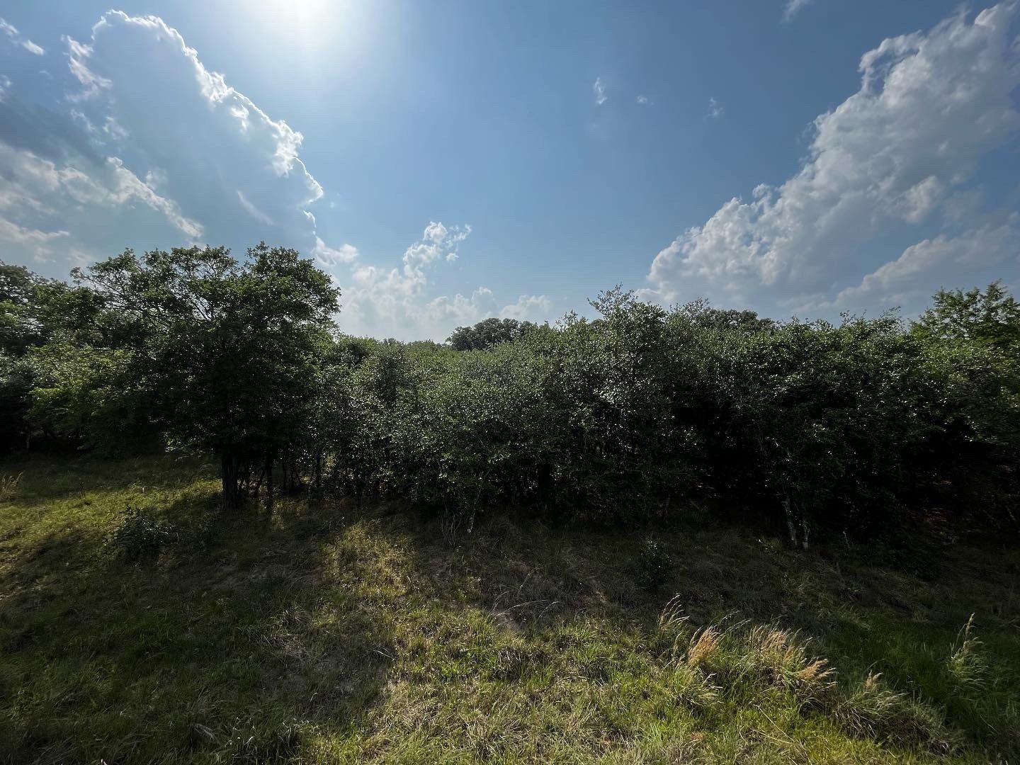 Before Wildlife Habitat Improvement near Eagle Lake, Texas