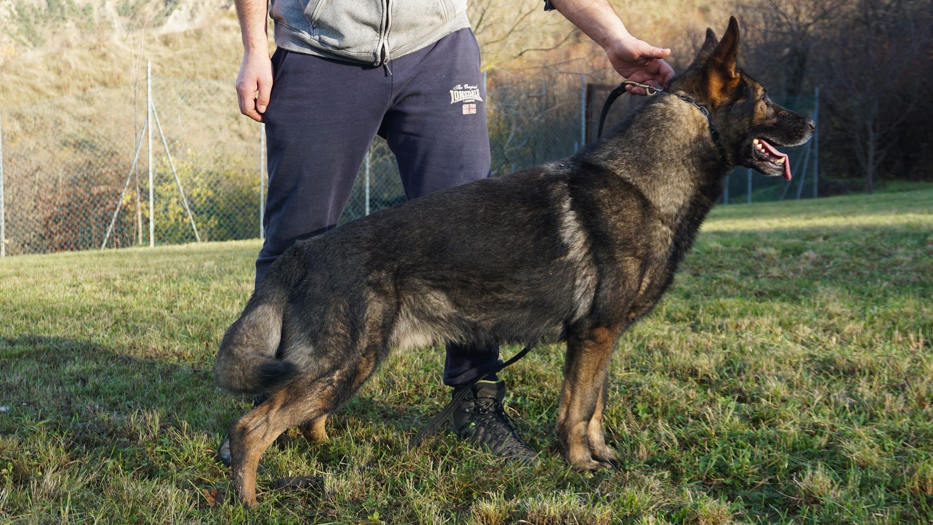Cane pastore tedesco in piedi sull'erba, tenuto in braccio da una persona. Il cane ha il pelo grigio e nero.