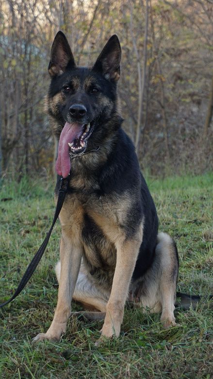 Un pastore tedesco in piedi sull'erba, con il guinzaglio al collo. Il cane guarda la telecamera con la lingua fuori.
