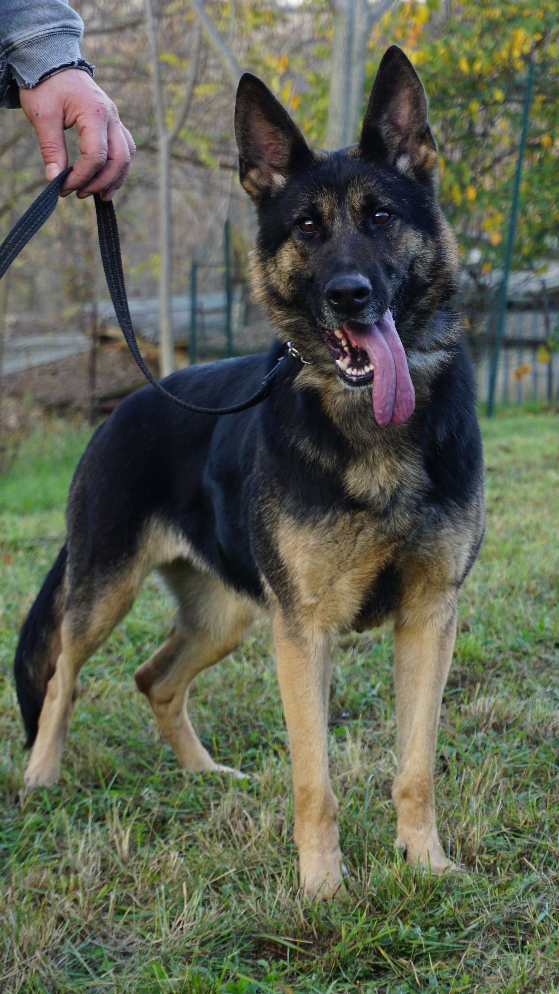 Cane da pastore tedesco al guinzaglio, pelo nero e marrone chiaro, lingua di fuori, in piedi sull'erba.