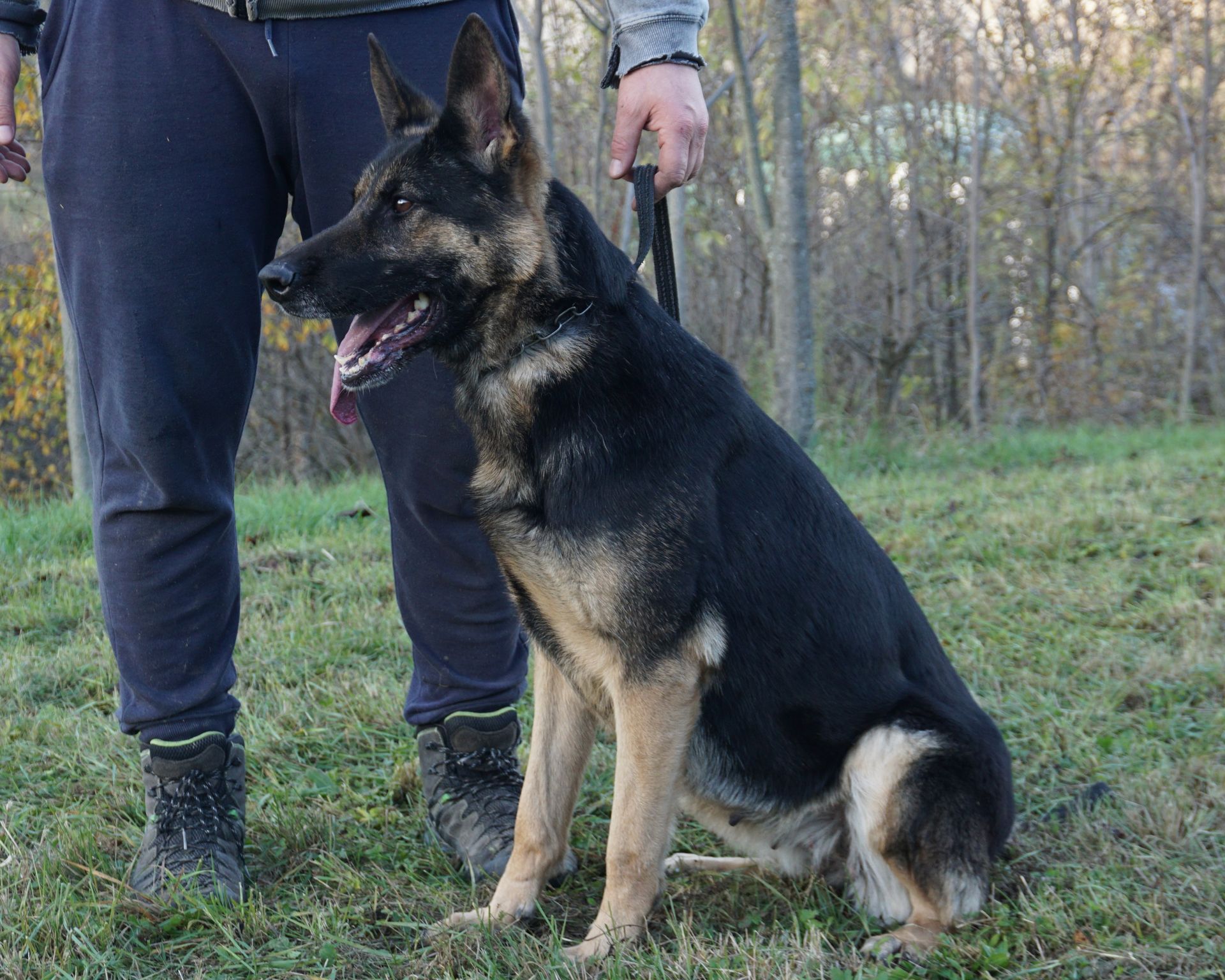 Un pastore tedesco nero focato siede obbedientemente accanto a una persona in un prato all'aperto, indossando un guinzaglio.