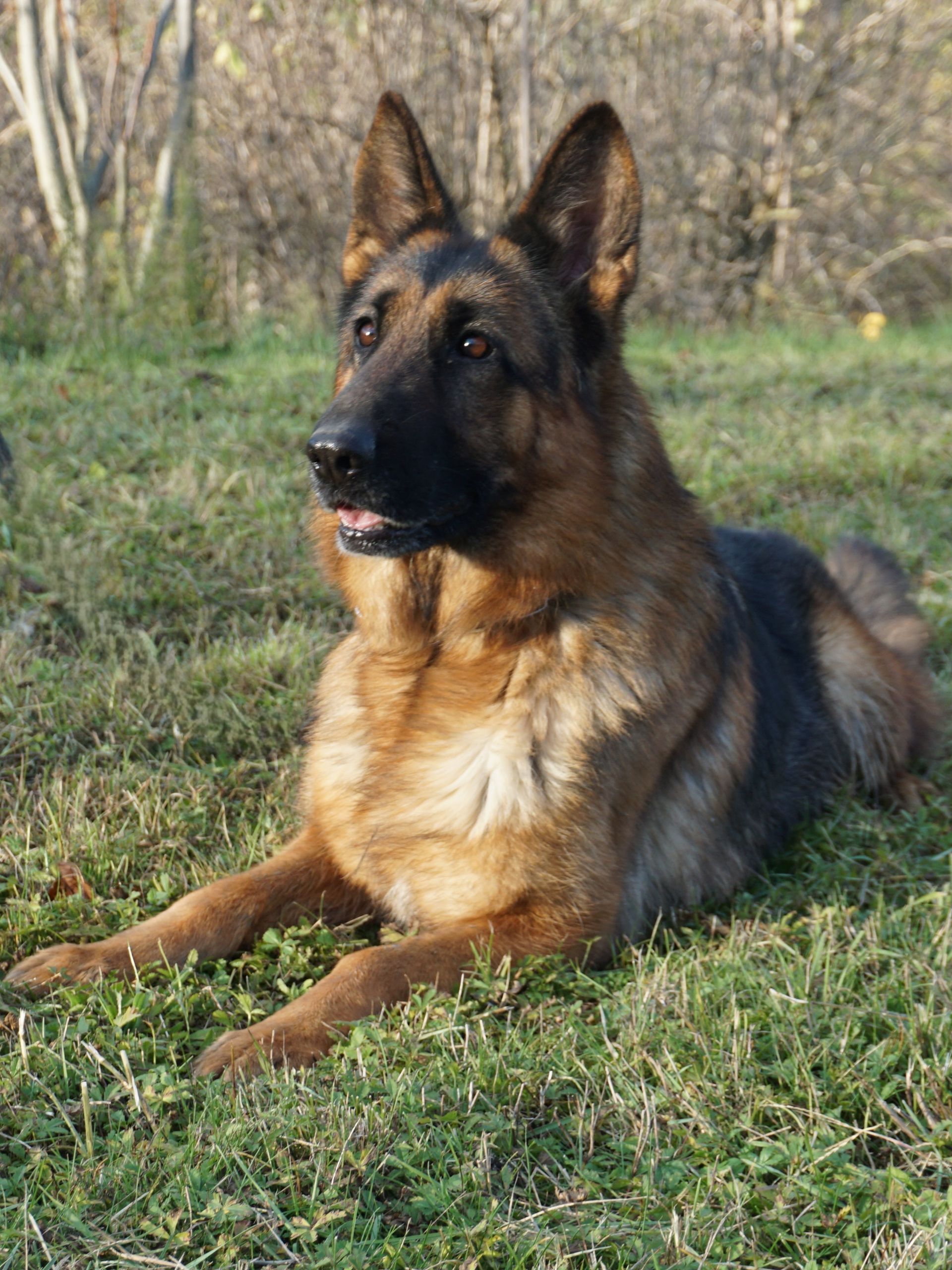 Cane pastore tedesco sdraiato sull'erba verde, con aria vigile, dal pelo marrone e nero.
