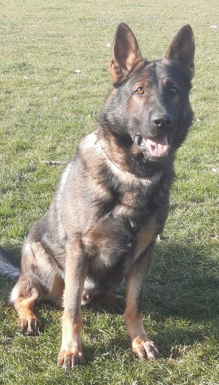 Cane pastore tedesco nero che ansima con la lingua fuori, in un ambiente erboso all'aperto.