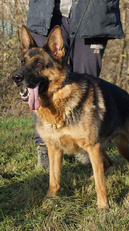 Un pastore tedesco in piedi sull'erba, con il guinzaglio al collo. Il cane guarda la telecamera con la lingua fuori.