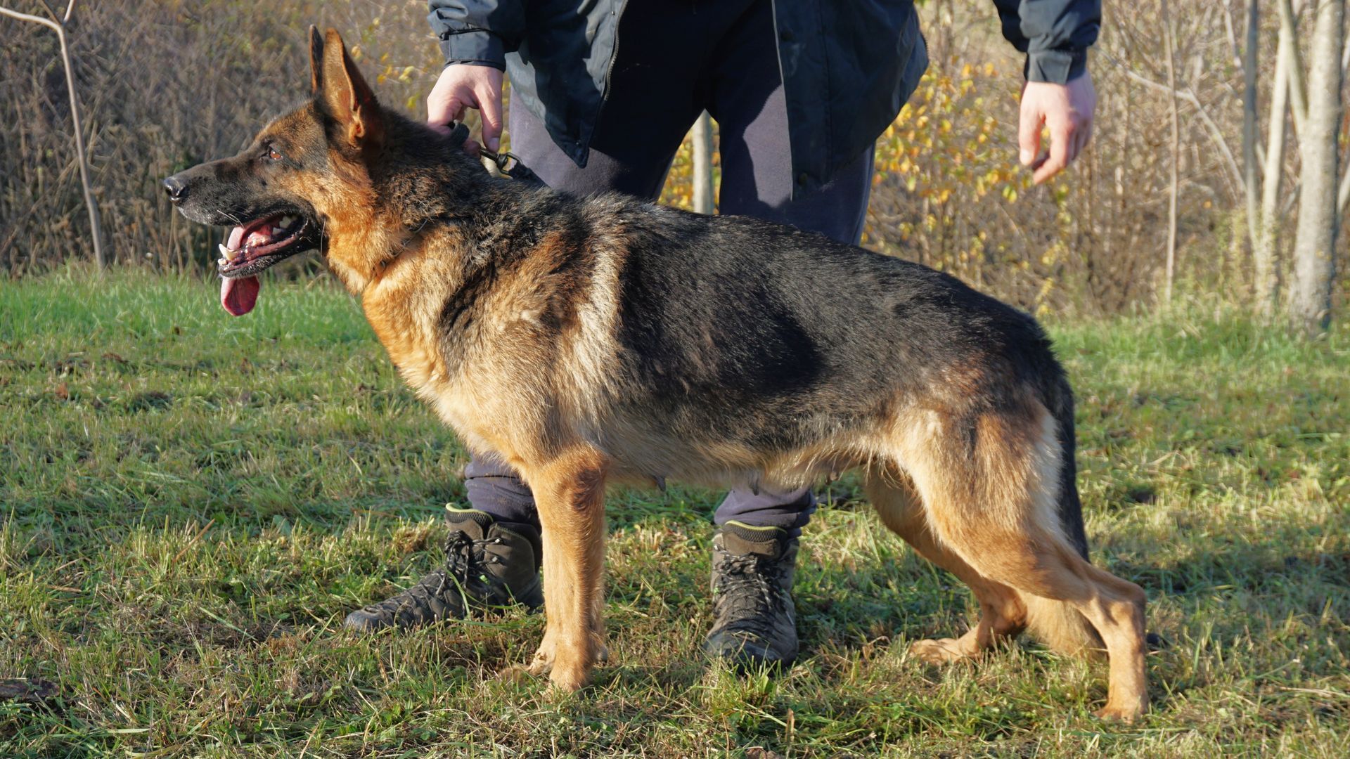 Cane pastore tedesco in piedi sull'erba, tenuto in braccio da una persona.