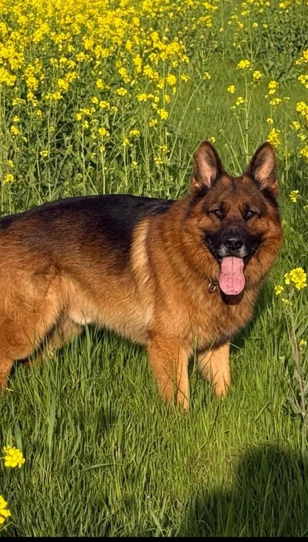 Cane pastore tedesco nero che ansima con la lingua fuori, in un ambiente erboso all'aperto.