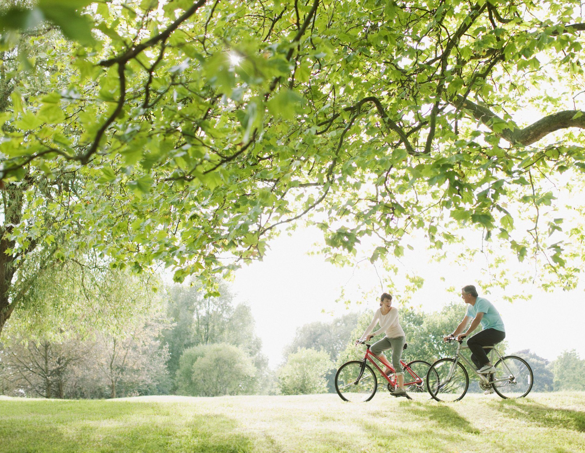 Two people ride bicycles under a leafy green tree in a sunny park.
