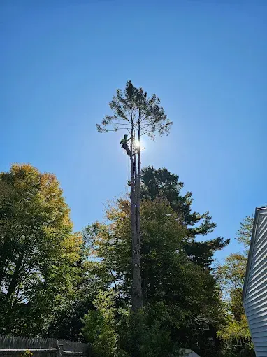An arborist works high up in a tall tree, backlit by the bright sun in a clear blue sky.