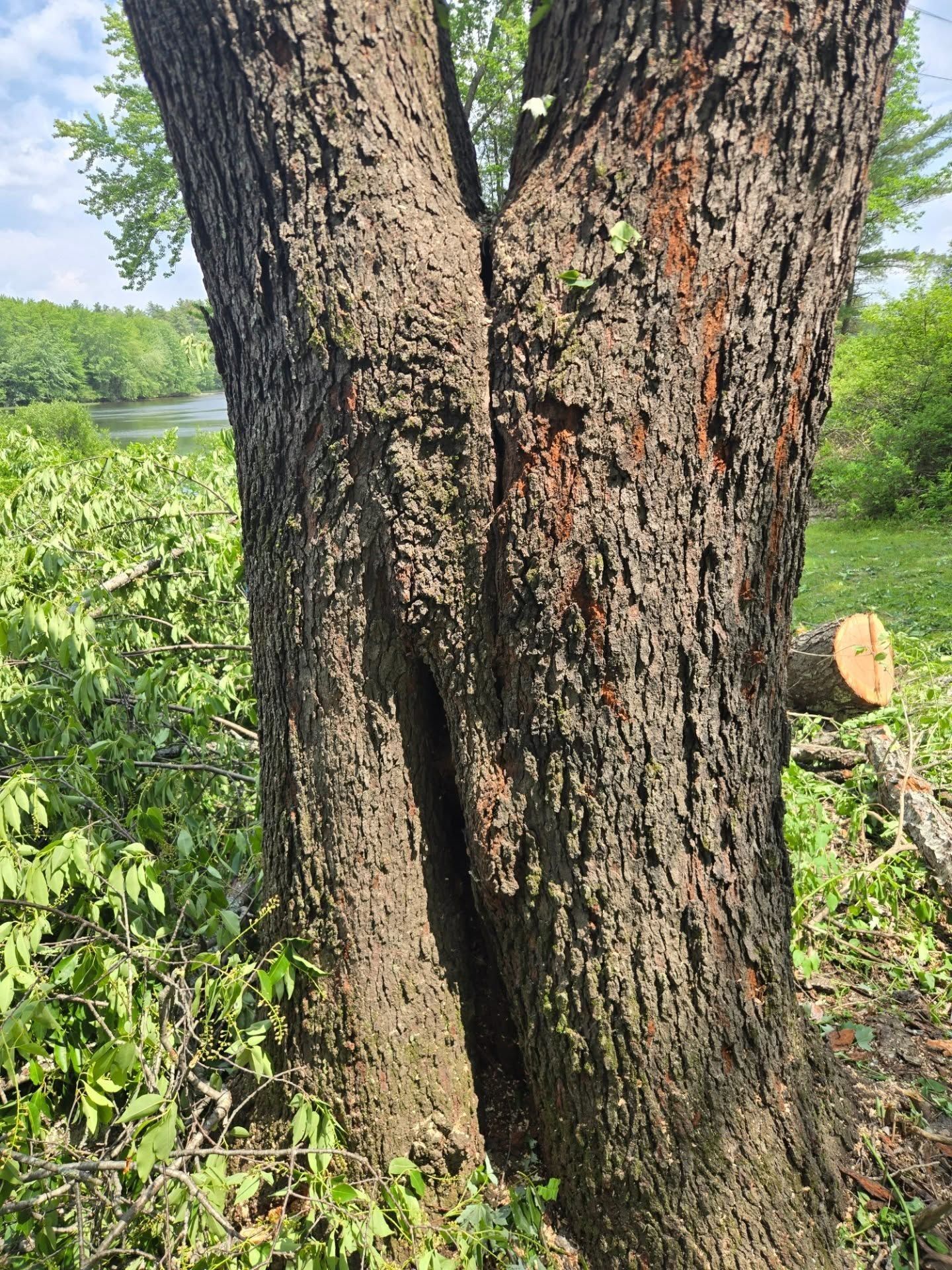 A tree trunk with a deep vertical split in its center, situated in a wooded area near a lake.