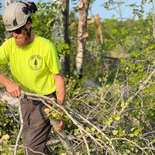 A person in a neon yellow shirt and hard hat clearing tree branches in a sunny, wooded area.