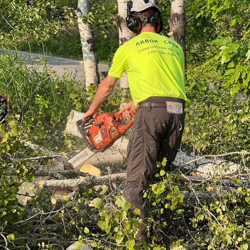 A person in a bright yellow shirt and hearing protection uses a chainsaw to cut a downed tree in a wooded area.