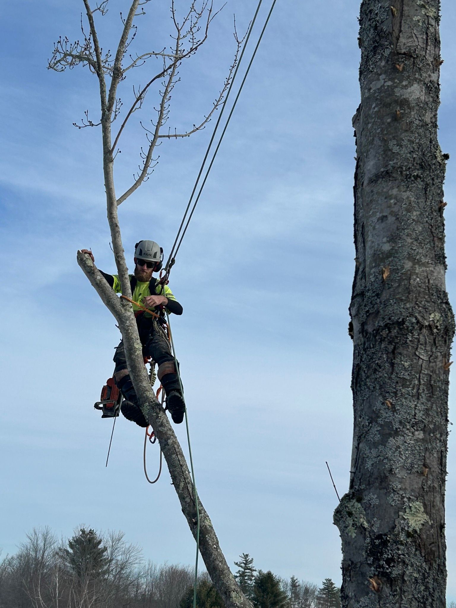 A worker in high-visibility gear suspended in a tree using ropes and a harness, preparing to trim a branch.