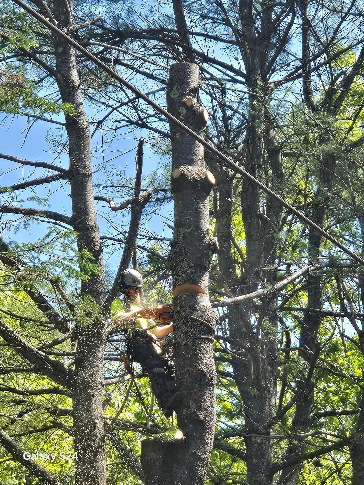 A worker in a helmet and harness uses a chainsaw to cut a section off a tree trunk high up in a forest setting.