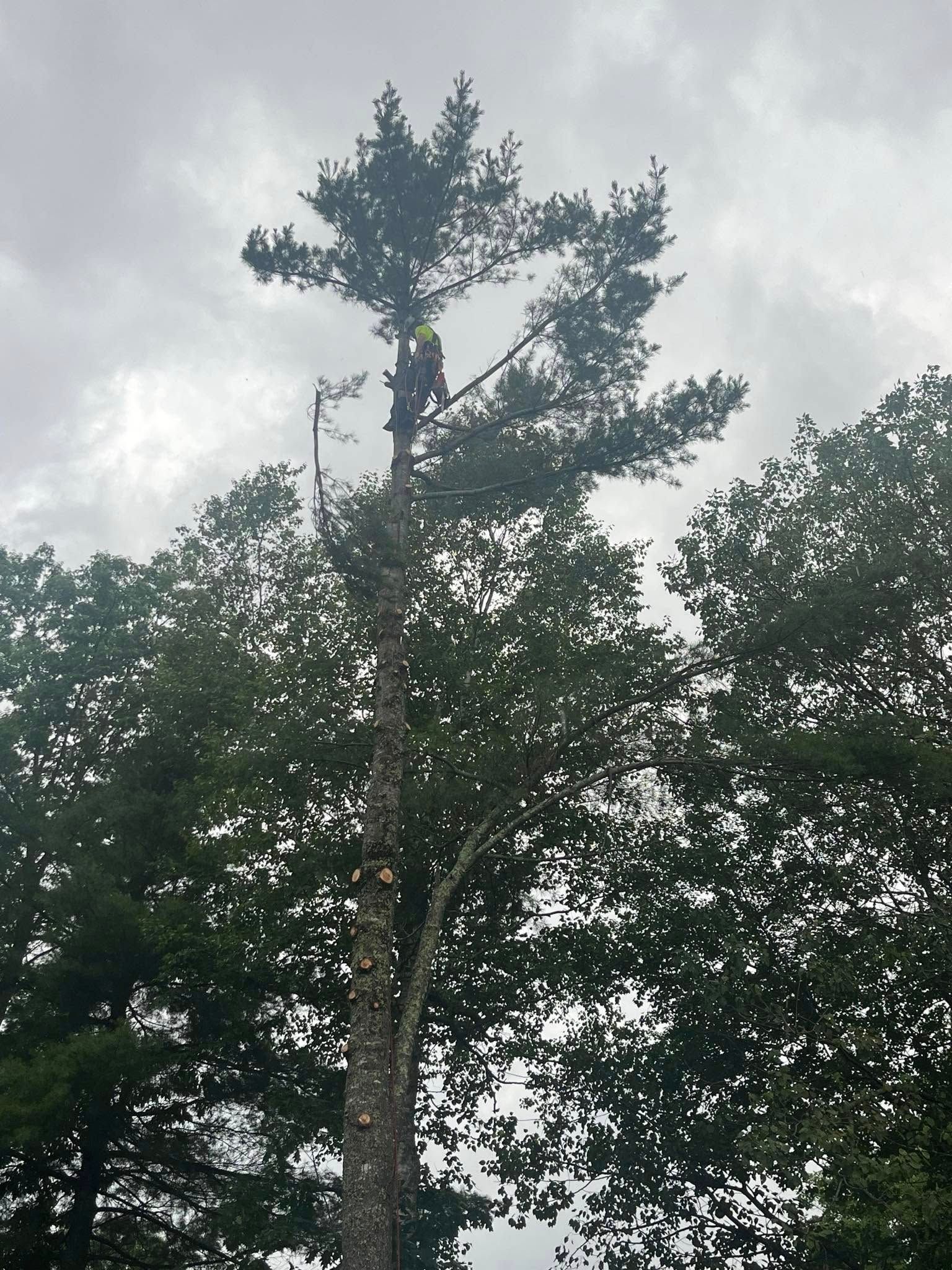 An arborist suspended in the canopy of a tall pine tree, trimming the upper branches against a cloudy sky.