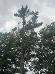 An arborist suspended in the canopy of a tall pine tree, trimming the upper branches against a cloudy sky.