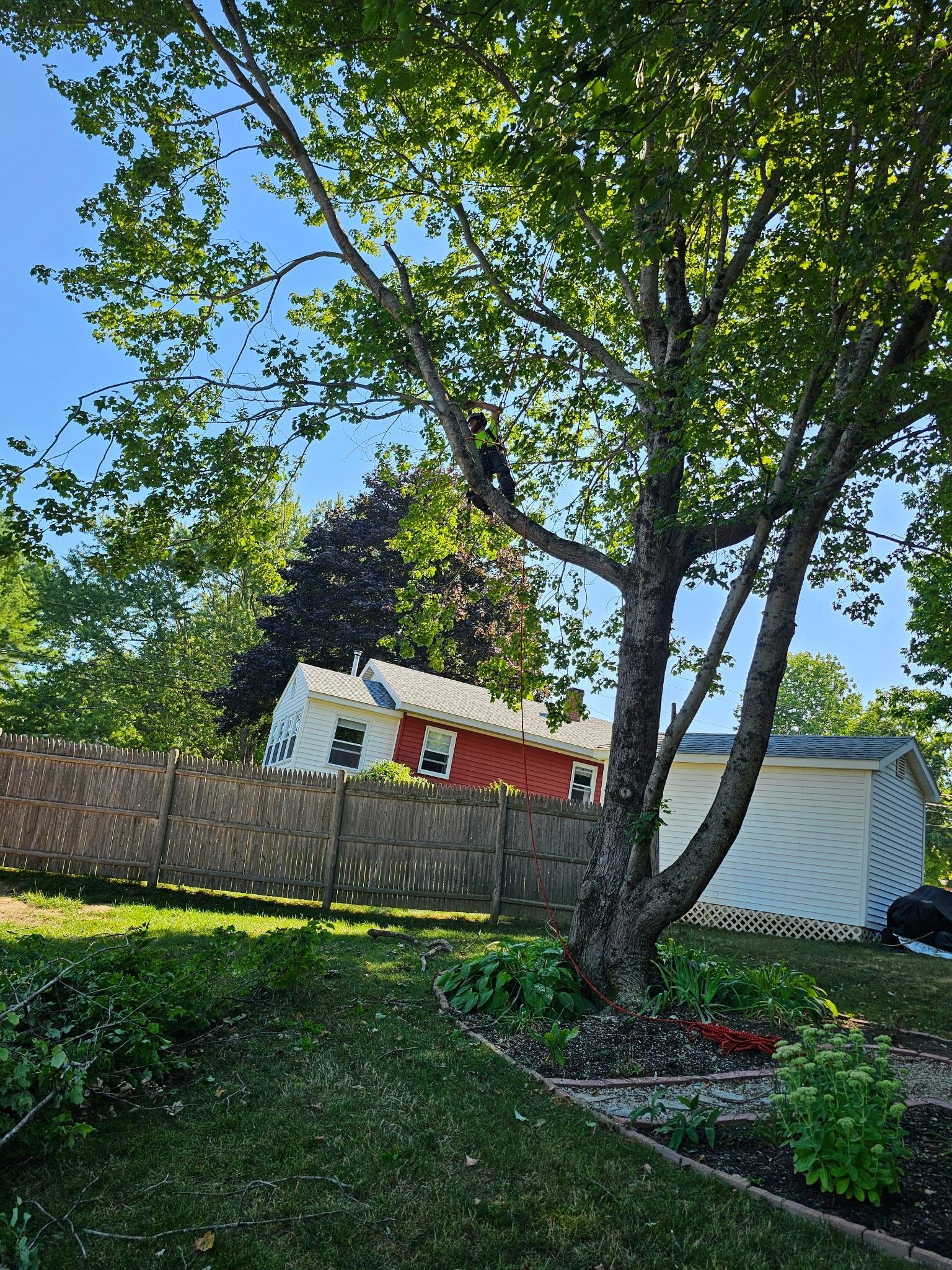 A view of a red-and-white house behind a wooden fence, framed by a large tree in a sunlit backyard.