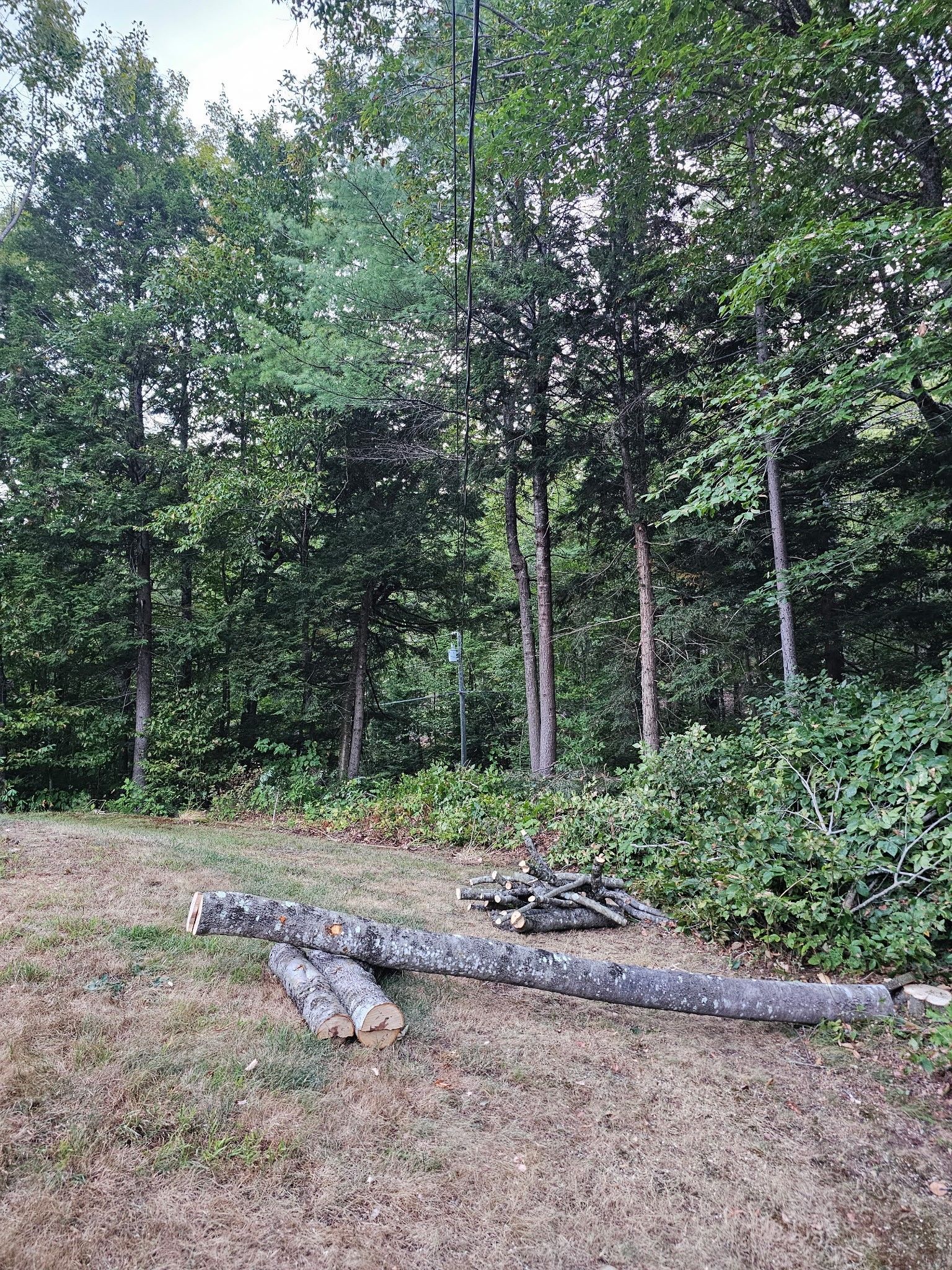 A horizontal log lies on a grassy forest edge with dense green trees in the background and a small pile of brush nearby.