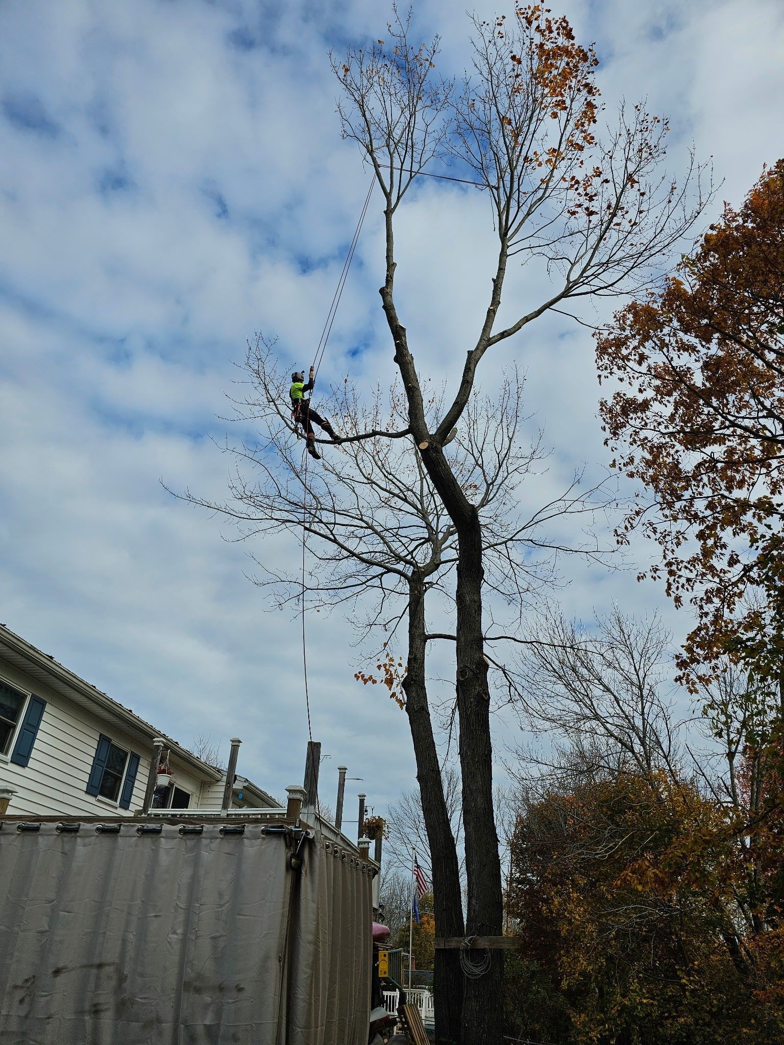 An arborist wearing a high-visibility vest climbs a tall, pruned tree beside a large shipping container.
