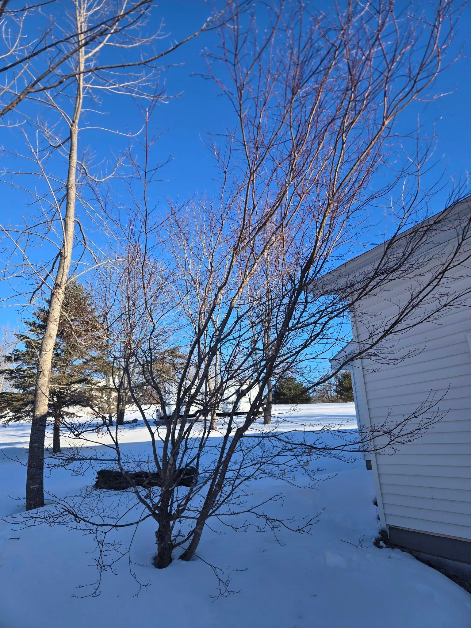 Bare trees stand against a bright blue sky in a snowy, sunlit residential yard next to a white house.