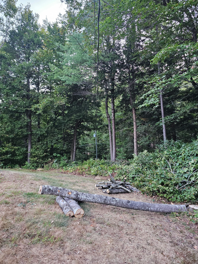 Several cut logs lying on a patch of dry grass in front of a dense green forest.