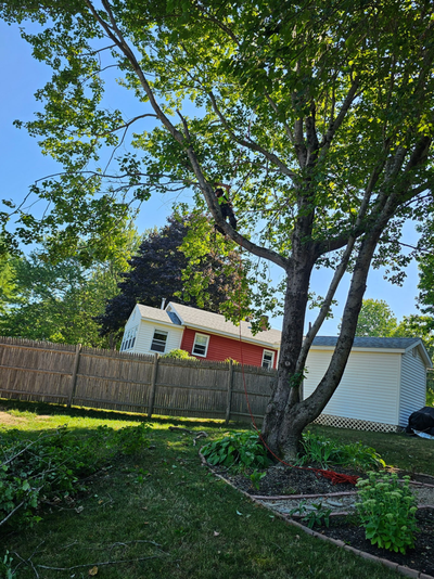 A black cat sits high in the branches of a leafy tree in a backyard with a fence and house in the background.