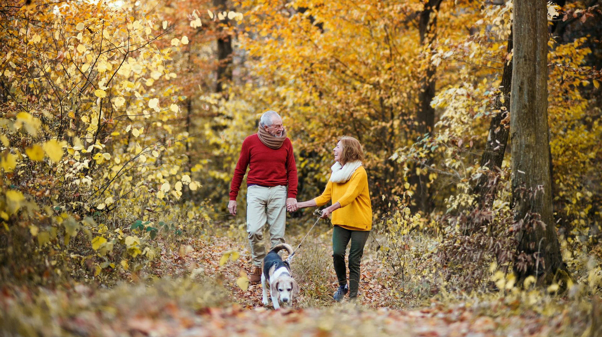 Couple walking dog in autumn woods, holding hands. Trees with golden foliage surround them.