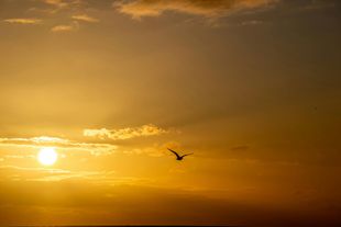 Golden sunset with clouds; a bird flies across the sky, sun visible.