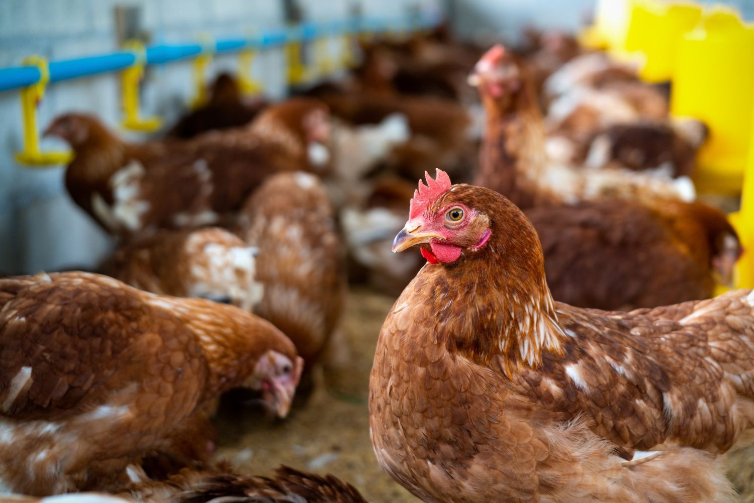 A group of brown chickens inside a poultry farm with automated feeding and watering equipment.