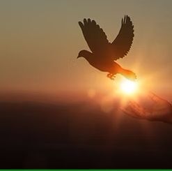 A silhouette of a bird flying in the sky at sunset.