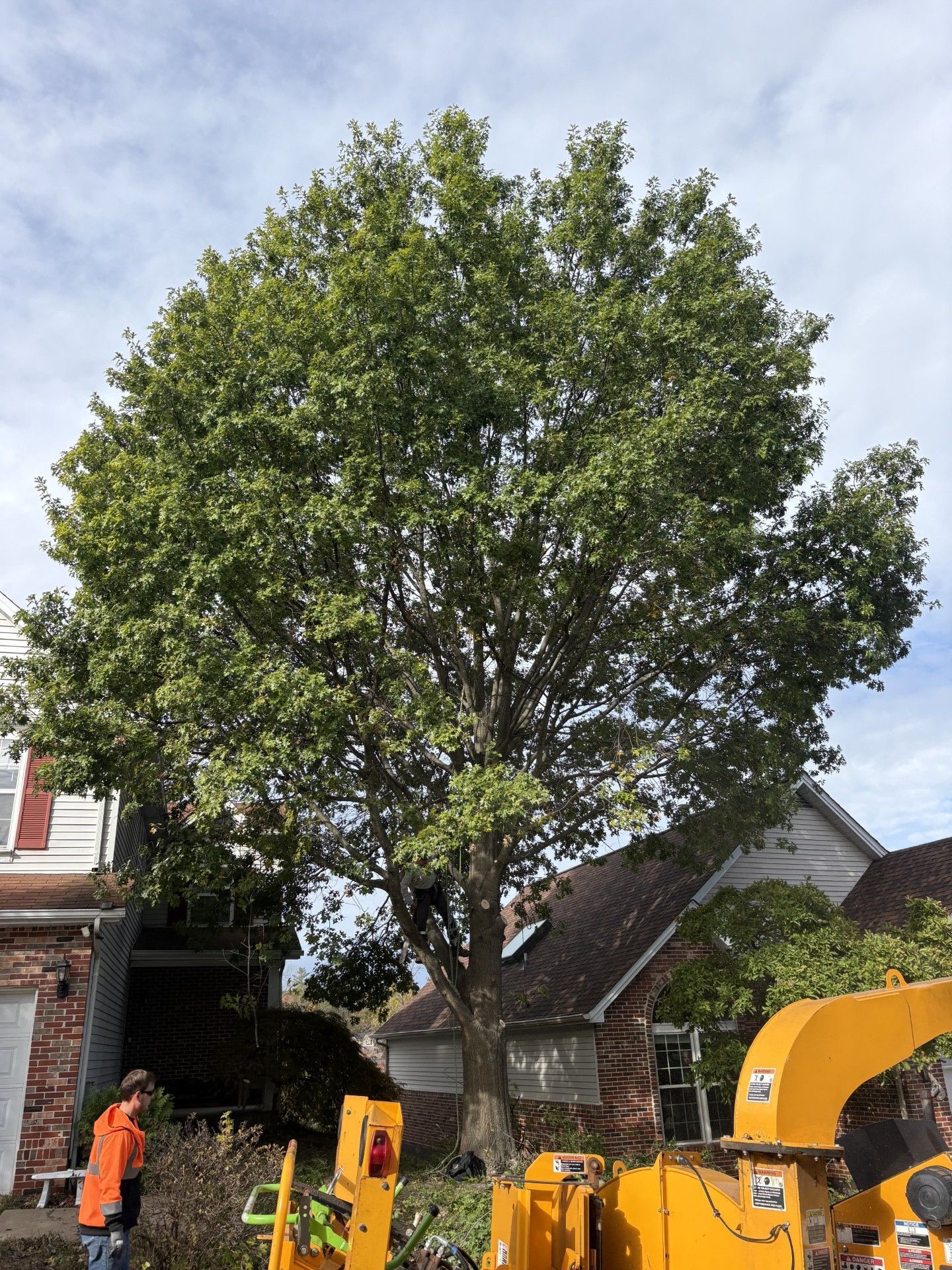 Large leafy tree being trimmed next to a house; a person in an orange vest operates a wood chipper.