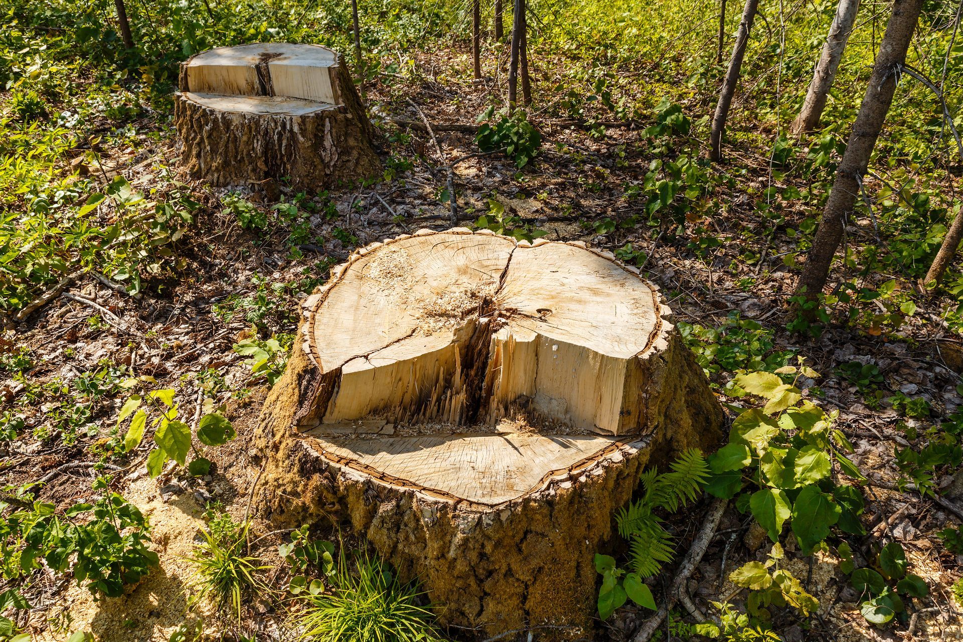 Two tree stumps in a forest clearing. One has a notched top, the other is a single cut.