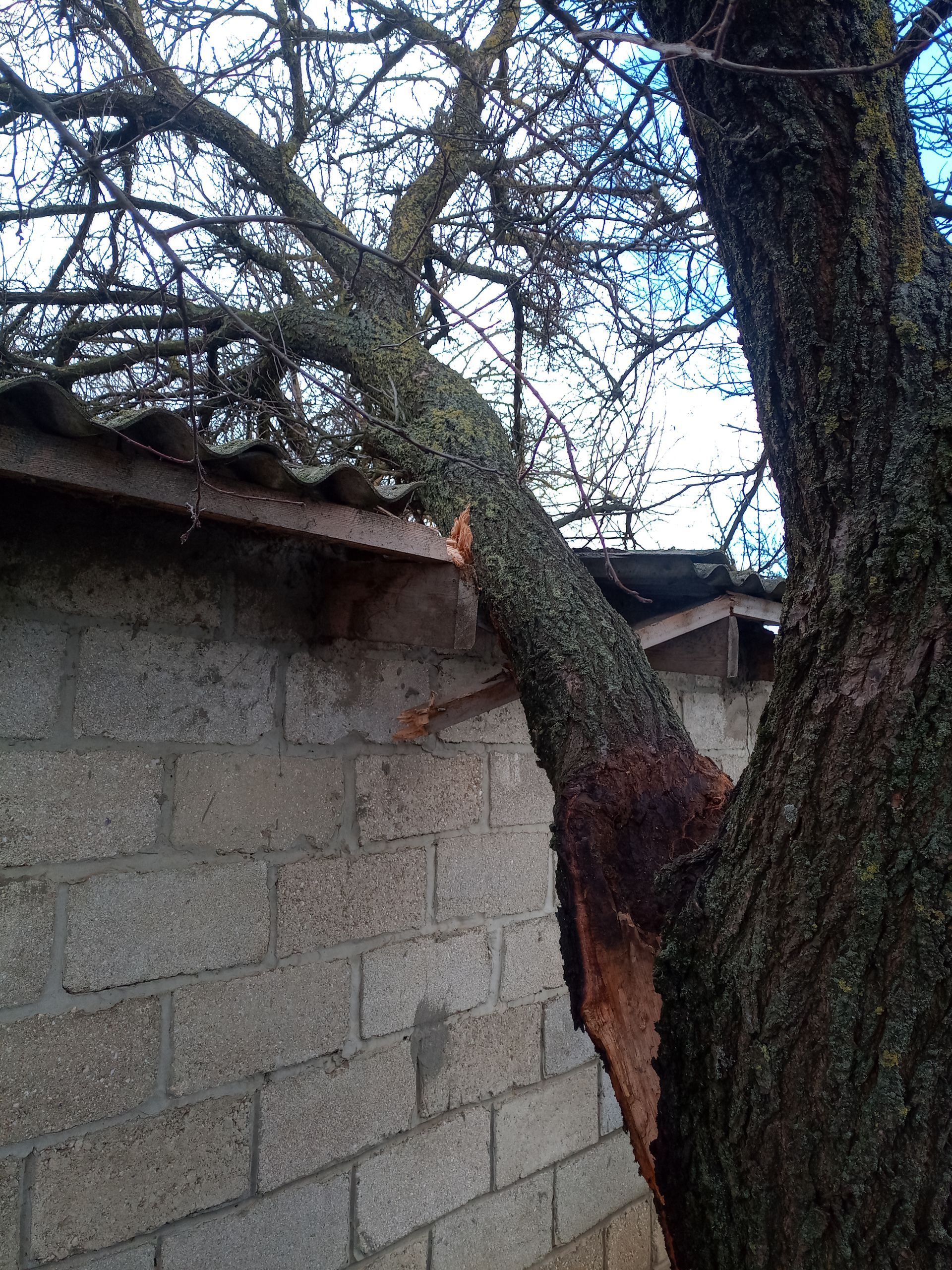 Tree branch broken over a brick wall and roof; bark peeling, branches bare.