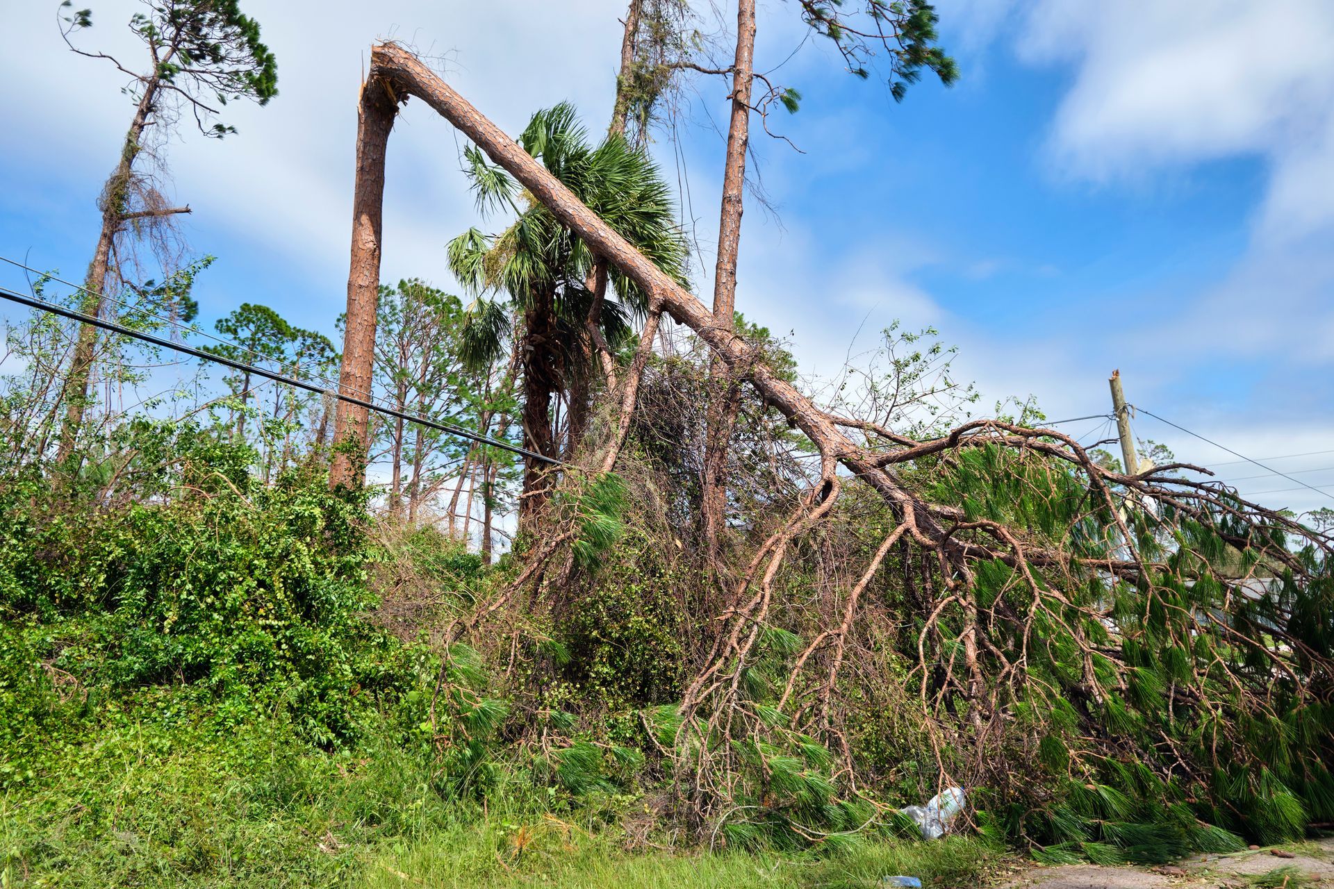 Fallen tree across power lines, possibly storm damage. Green foliage, blue sky.