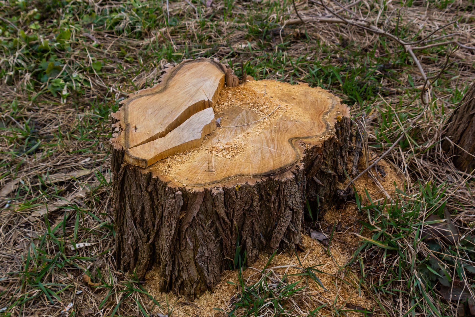 Tree stump with cracked top, surrounded by grass and wood shavings.