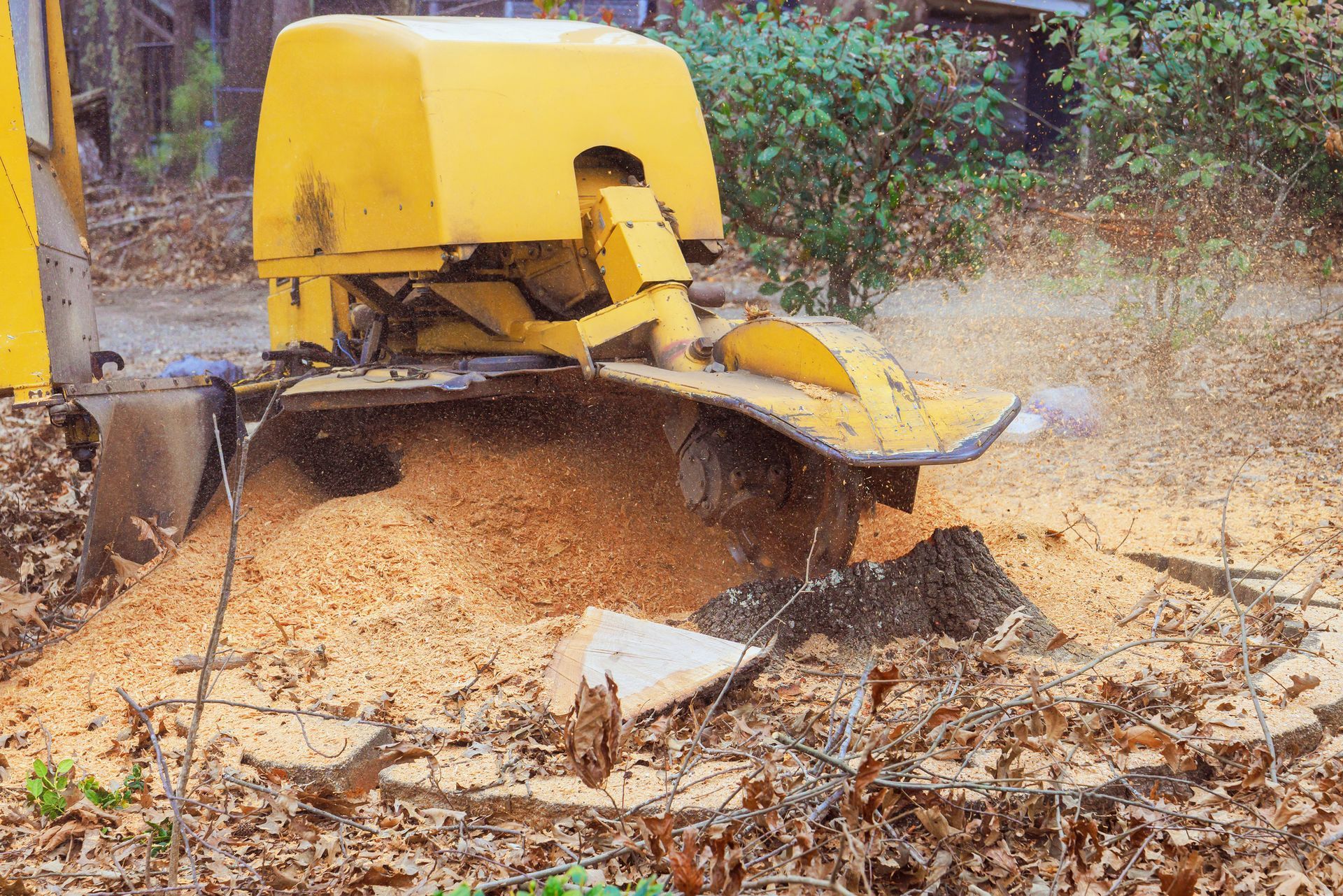 Yellow stump grinder, wood chips flying, in a yard.