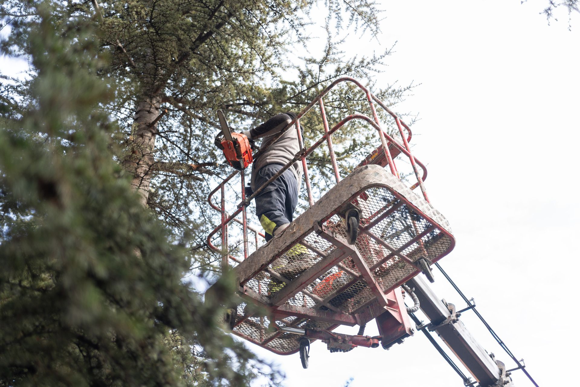 Person in a lift basket using a chainsaw to trim a tall tree.