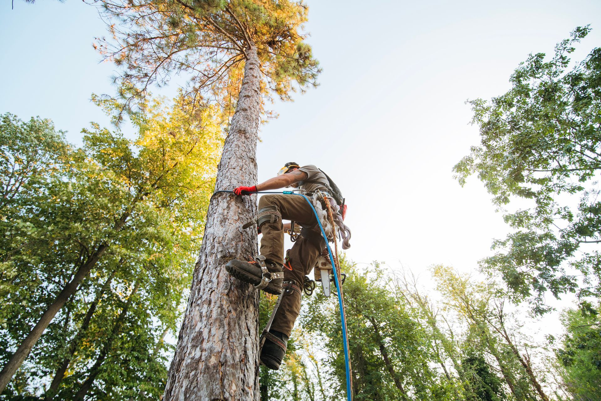 Arborist climbing a tall tree with safety gear, using a saw. Blue sky and other trees in background.